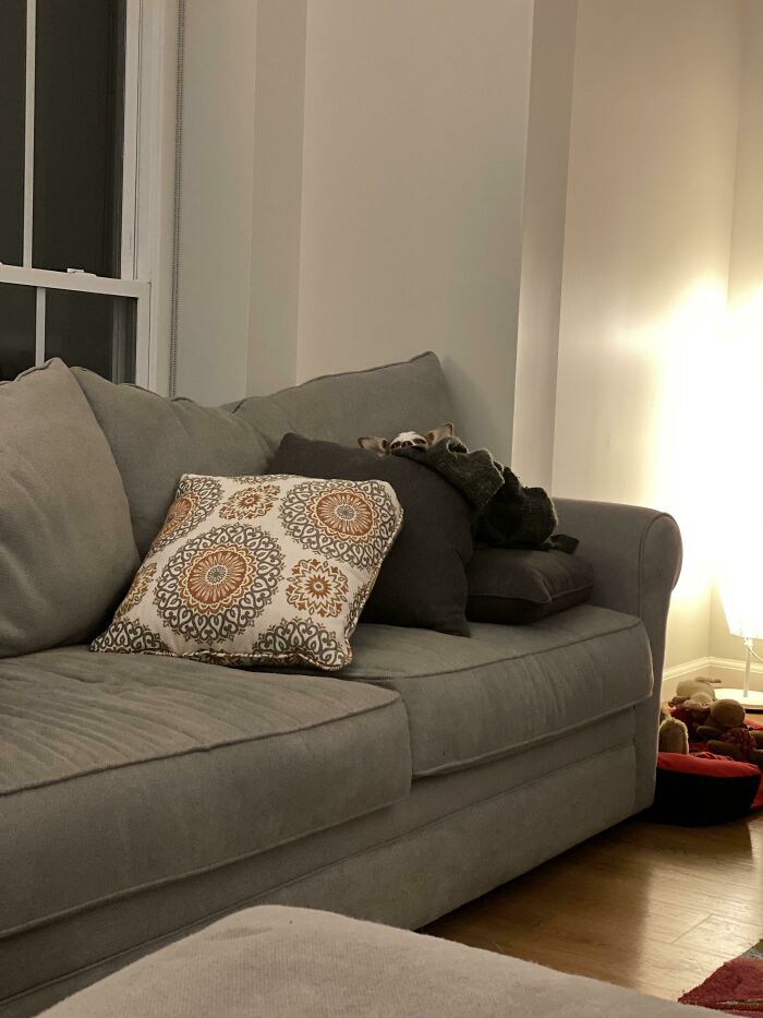 "I Heard A Bag Opening"