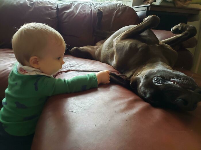 My Son Tickling The Ear Of Our Dog While She Naps