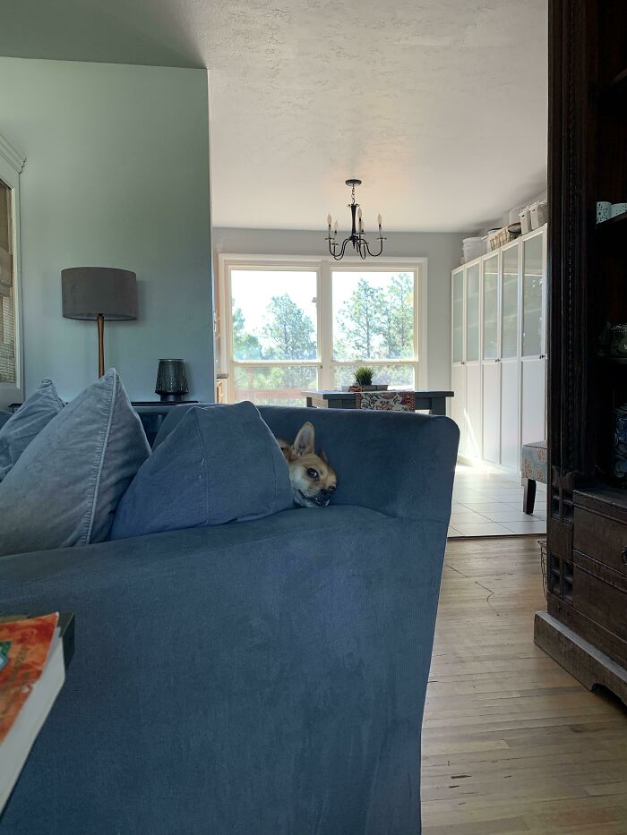 Cricket In The Chair