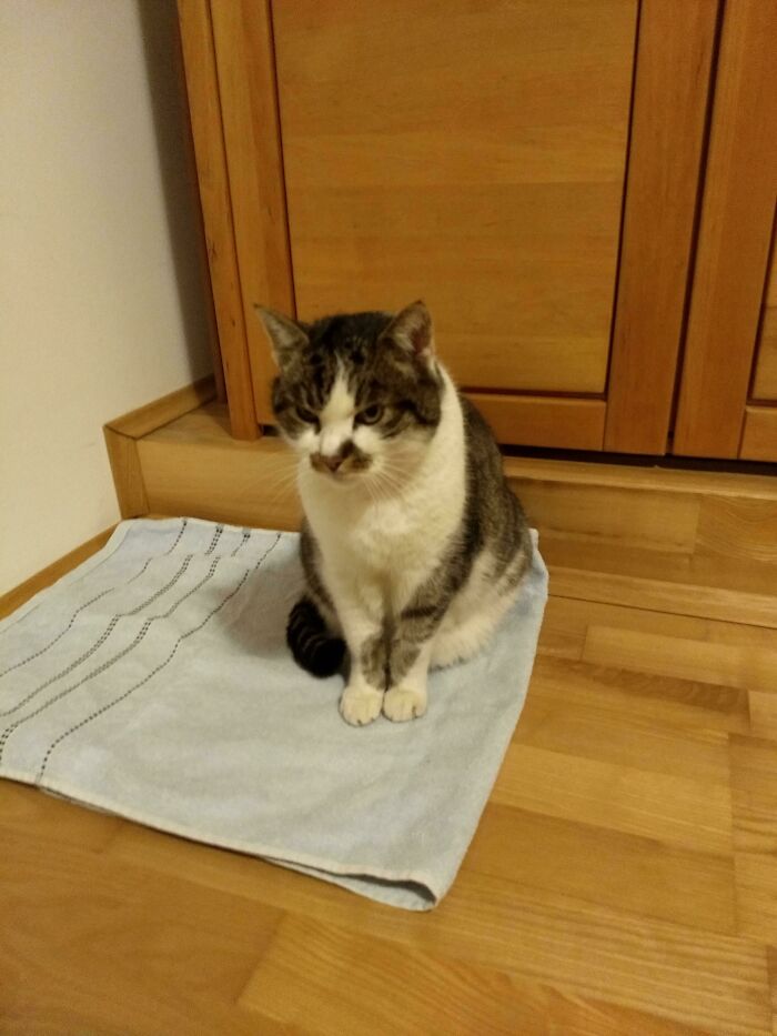 My Cat Has A Fur Pattern That Stretches Perfectly Over Both Legs When He Is Sitting Like This
