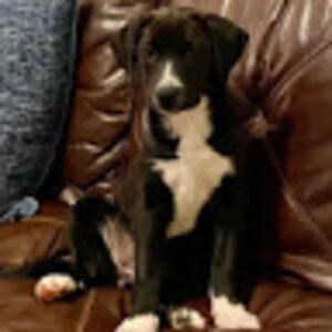 isabellachatham-stephens avatar