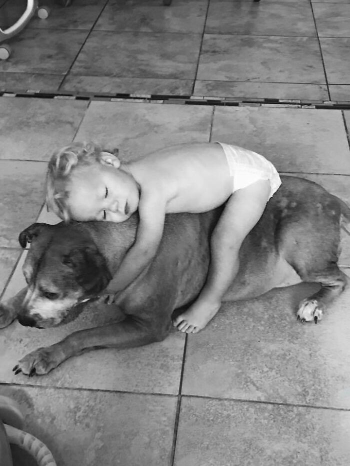 My Dog Being A Therapy Pillow For My Sick Son