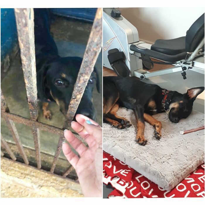 Reddit, Meet Scooby! This Is Our Little Guy Before Adoption And Three Days After Coming Home