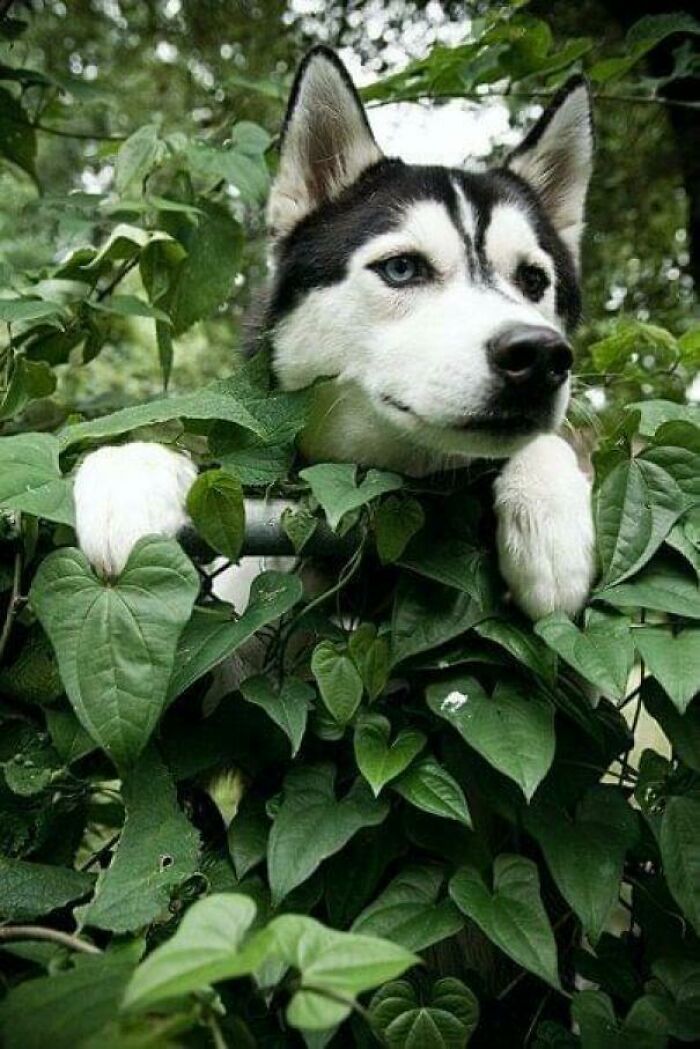 Old Neighbor Sent Us A Picture Of Our Good Boy From 10 Years Ago Peering Over Our Shared Fence. He’s 12 Now
