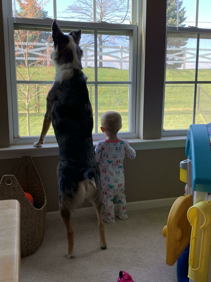 A Kid Needs A Dog, And A Dog Needs A Kid