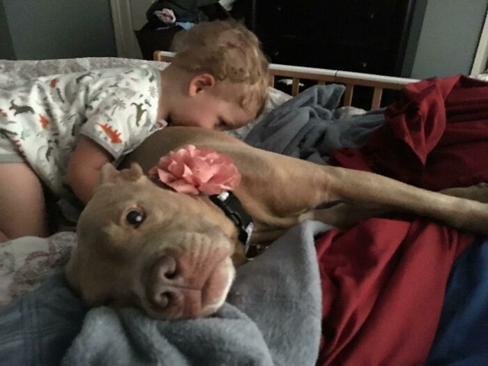 Just Adopted This Beautiful Pocket Pitbull. Our Son Is In Love. Meet Daisy