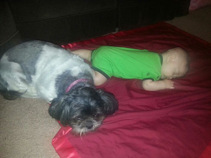 This Old Dog Has Always Been Protective Of The Babies