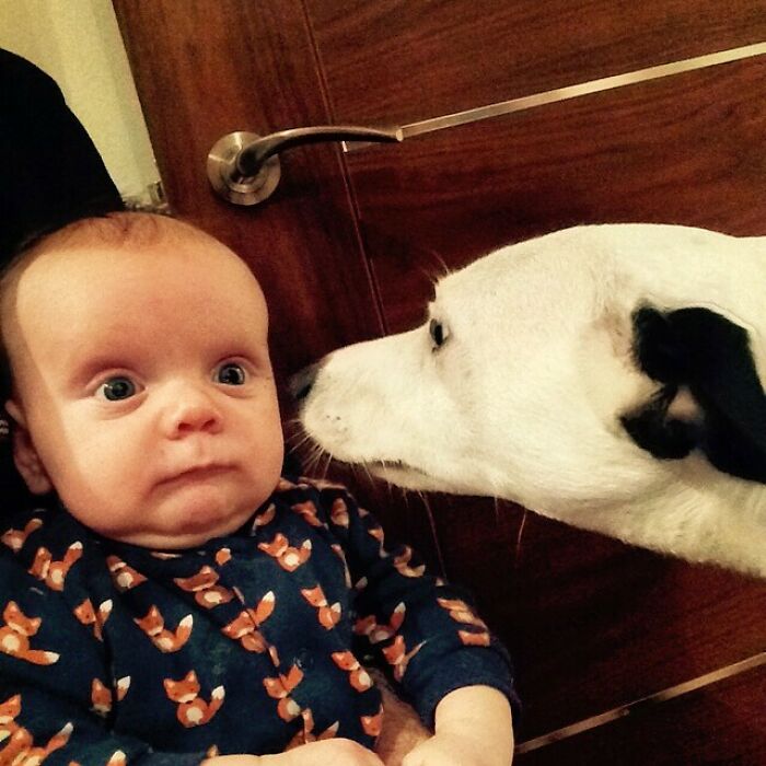 Took My Kid To Meet My Friend's Dog Today. They Got On Pretty Well