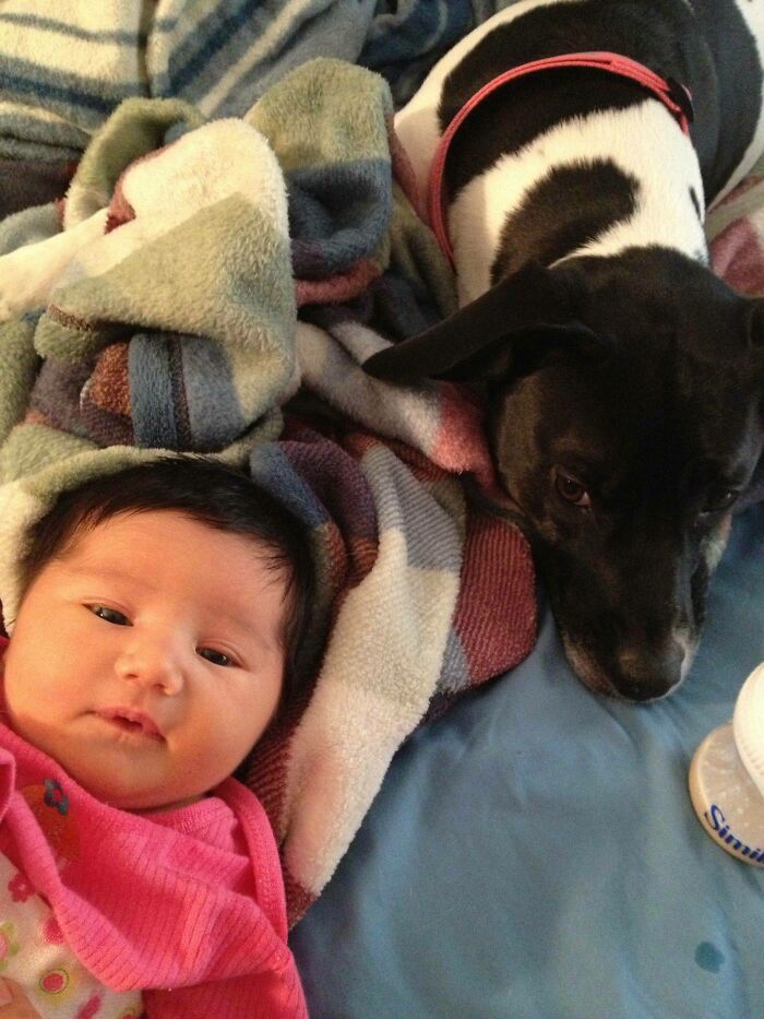 My Dog Is Super Protective Of My First Child And Follows Me Around To Make Sure I Don't Screw Up (6 Days Old)