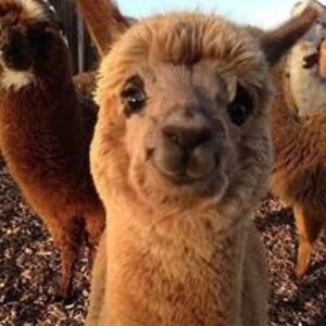 martaparkitna avatar