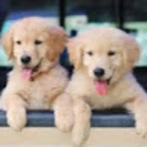 miseganaabebe avatar