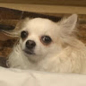 saudadesmaspoxavida avatar