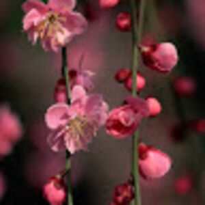 gazeldaschwartz avatar