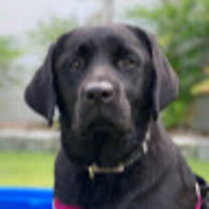 williamgeonnotti avatar