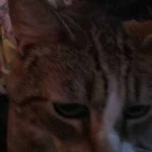 jacquie_ouellette avatar