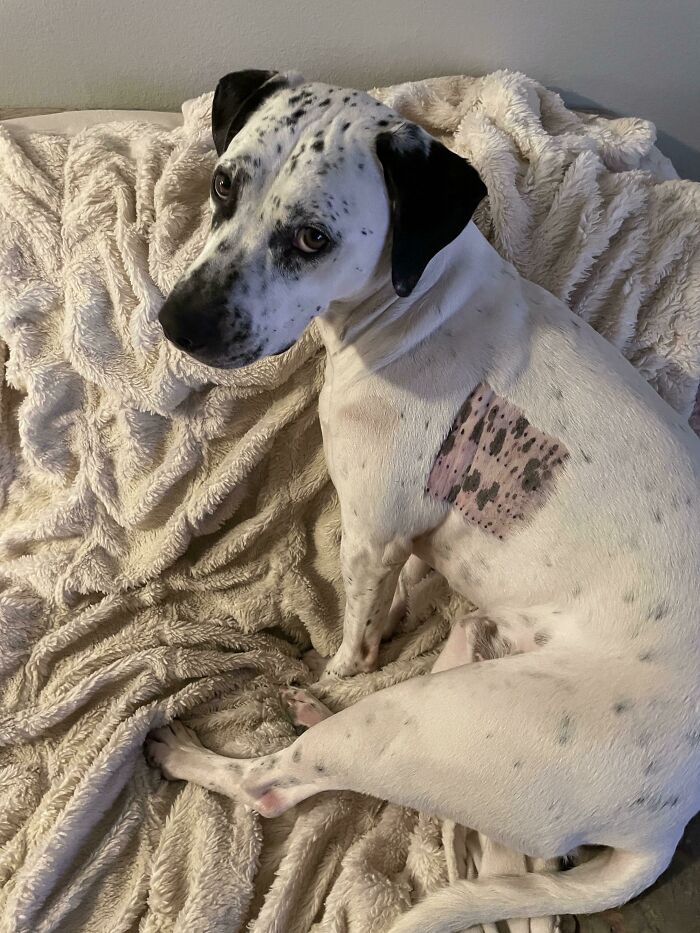 My Dog’s Spotted Skin Revealed By His Allergy Test Shave