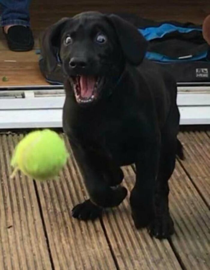 Here Is A Photo Of My Labrador When He Saw A Tennis Ball
