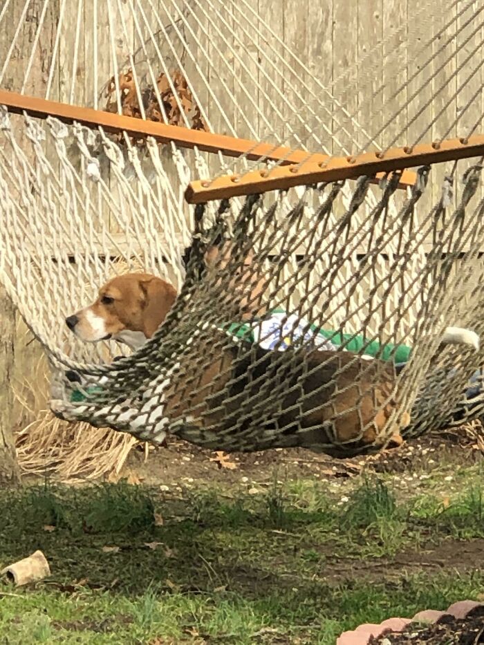 Came Home From Work And Found My Brother Chilling With Our Neighbor’s Dog