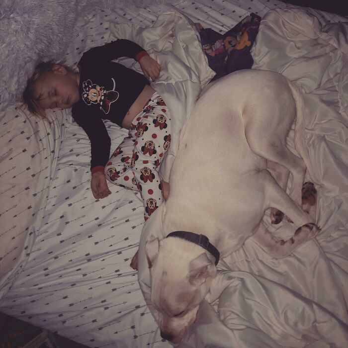  I Recently Let My One-Year-Old Pit Bull Sleep With My Toddler. The First Night She Woke Up And He Cuddled Her Back To Sleep. Now They Sleep Together Every Night