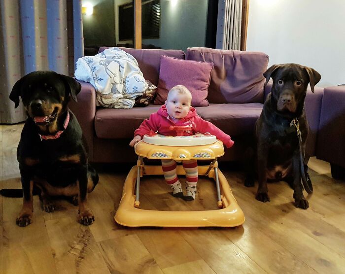 My Niece Flanked By Security - My Rottie & Choc Lab. She Looks Like A Baby Crime-Boss