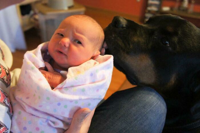 My Rottie Giving My Newborn Niece Some Kisses