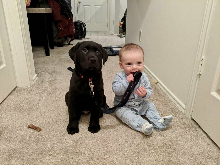 After 28 Years I Finally Got A Dog. Everyone Meet My 9-Week-Old Black Lab Archer, And His New Best Friend, My 7-Month-Old Nephew, Nash