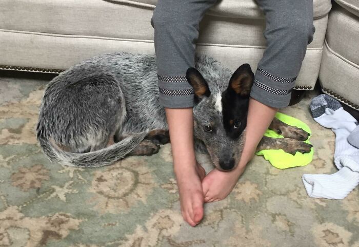 Just Rescued This Boy And He Immediately Bonded With My Daughter