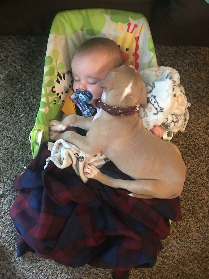 My Nephew Recently Stayed Over For The First Time Since I Got My Puppy. This Is How They Spent Most Of Their Time