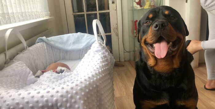 My Dog Looking Like A Proud Dad Next To My Newborn Nephew A Few Months Ago