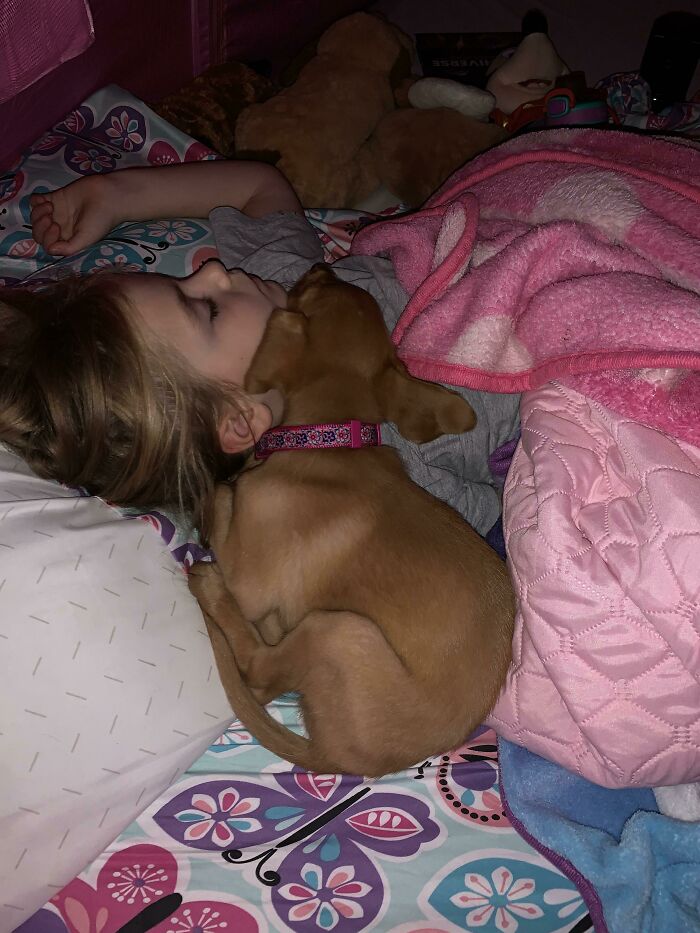 How Our 10 Week Old Puppy Likes To Sleep