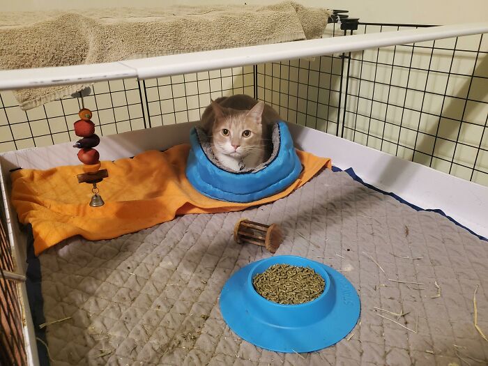 He Just Wants To Be A Guinea Pig So Bad