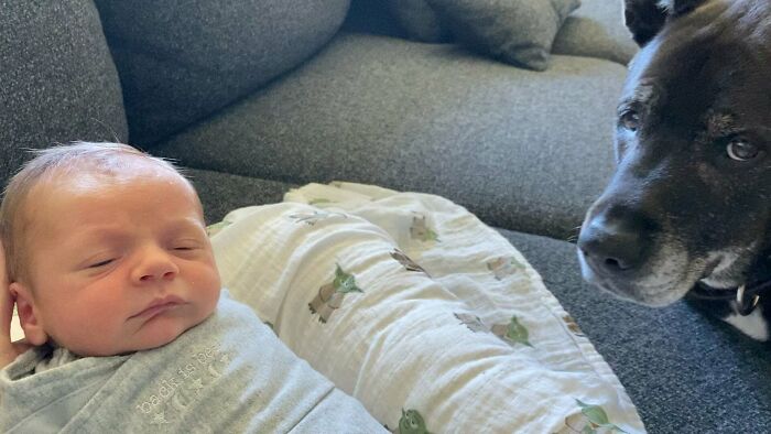 My Dog Thinks He Is My Son’s Baby Sitter. They Are Very Interested In Each Other