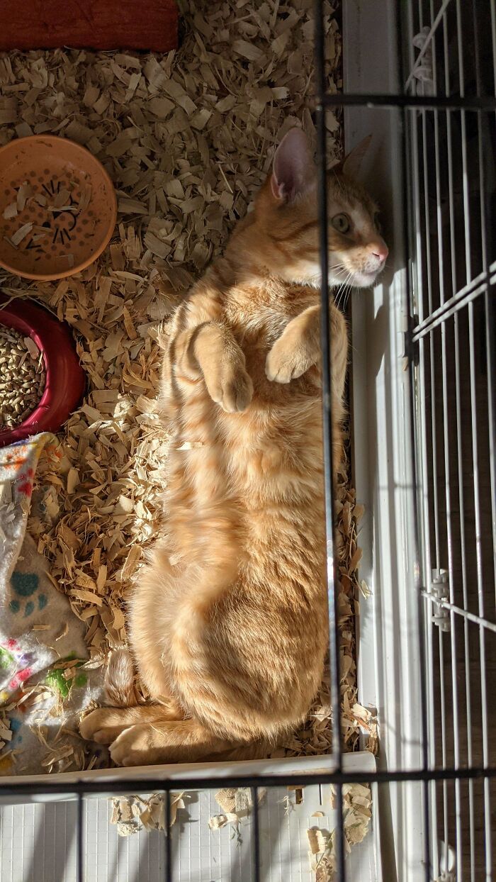 He Thinks He Is A Guinea Pig