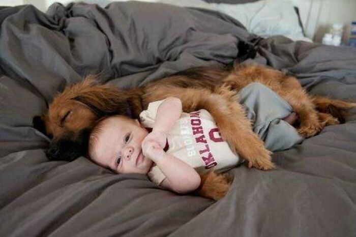A Protective Dog Spooning His Human Baby