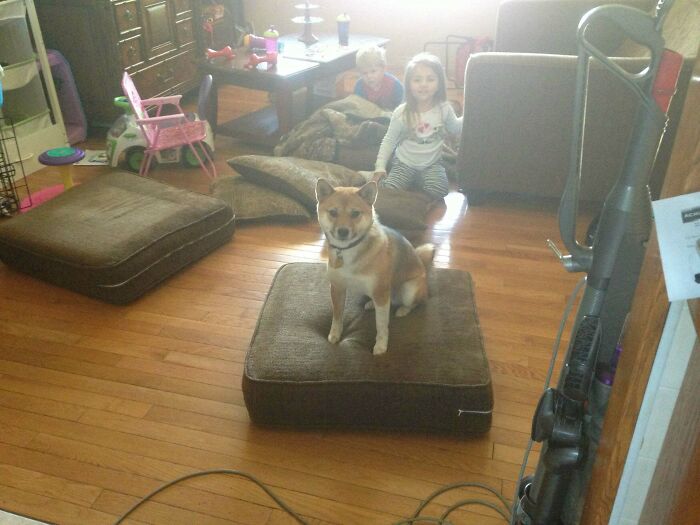 The Dog Isn't Allowed On The Couch, So After The Babies Threw The Cushions On The Floor, She Seized Her Opportunity And Stared At Me Triumphantly