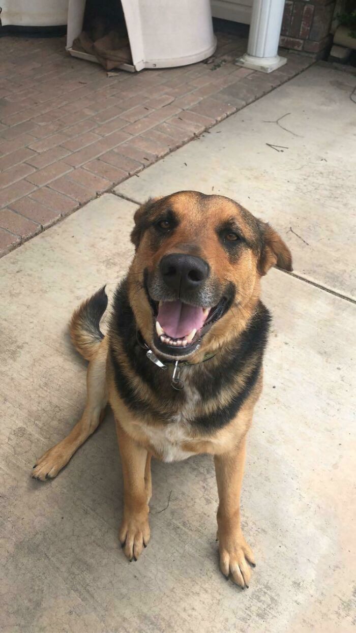 My Lil Chunky Boy. I’ll Never Regret Adopting Him