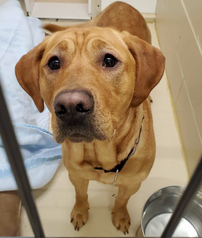 With That Look, Axel Had No Problem Getting Adopted