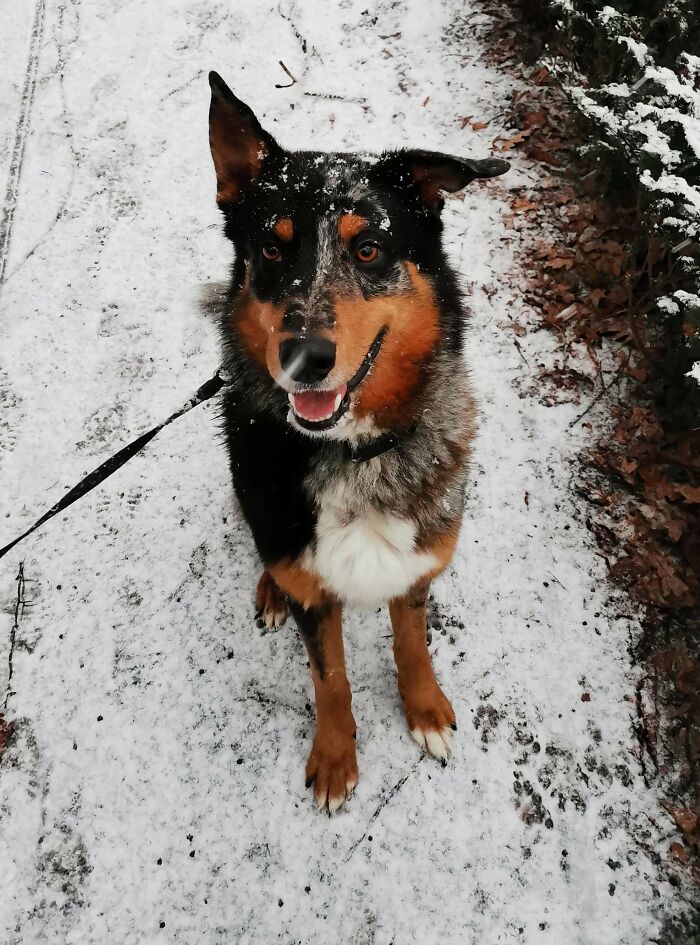 After Months Of Searching For A Dog, We Finally Adopted One. Say Hello To Fussel