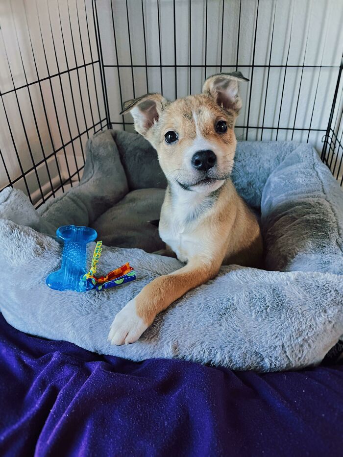 Adopted My First Puppy Ever Today. I’m So Excited And Nervous To Start This Adventure