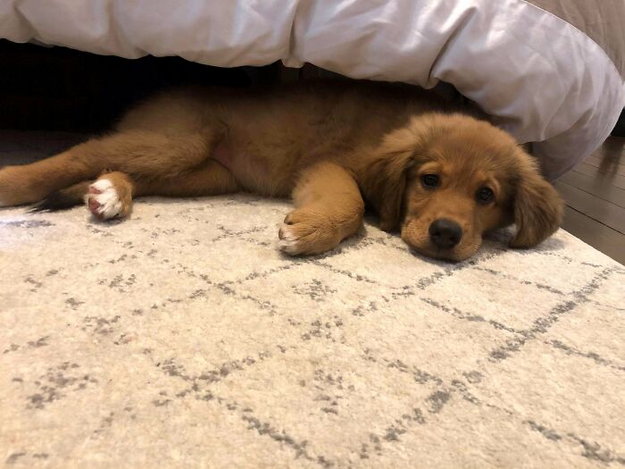 My Wife Wanted A Puppy And I Wanted A Rescue, So We Compromised And Got A Rescue Puppy This Year. Please Welcome Willow