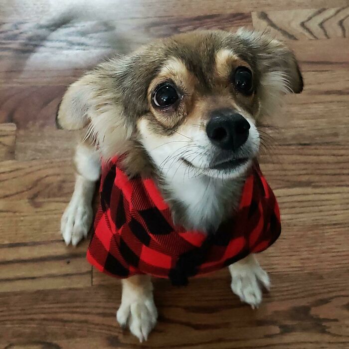 My New Rescue, Waffles!