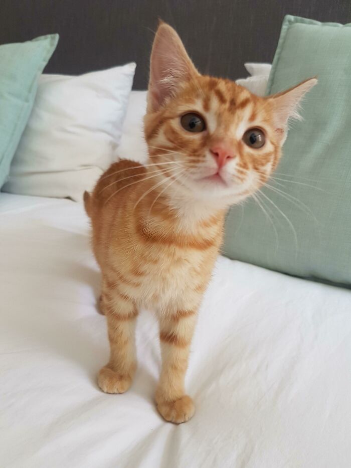 My Lil 12 Week Rescue