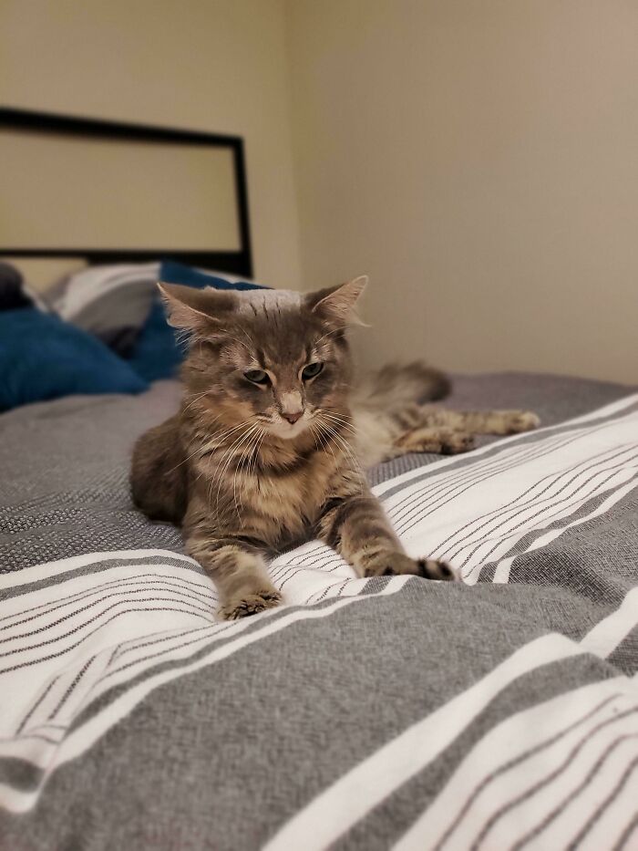 Brought This Little Guy Home From The Local Shelter