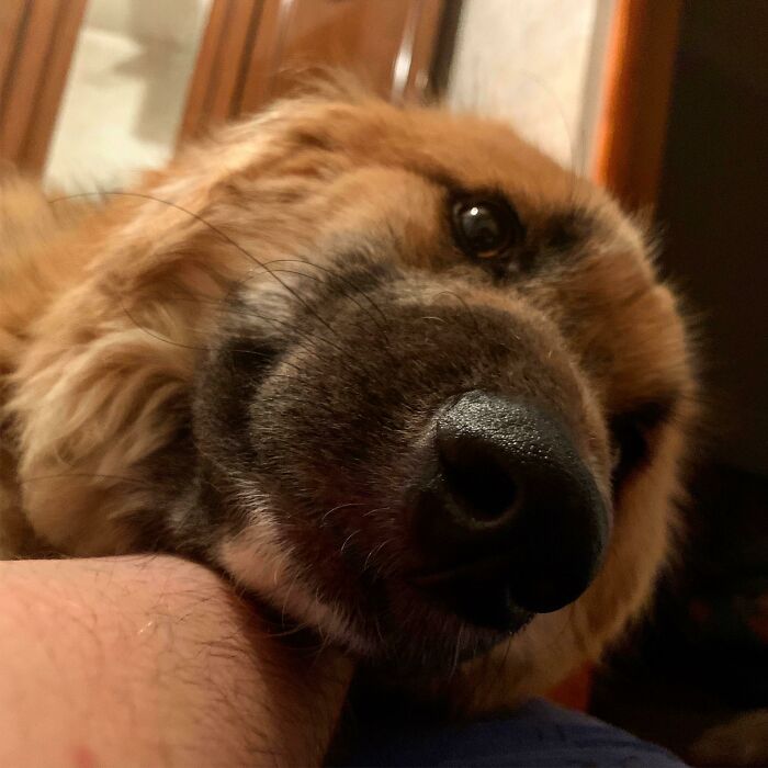 Meet Bumblebee, One Month Since I Took Him From Shelter