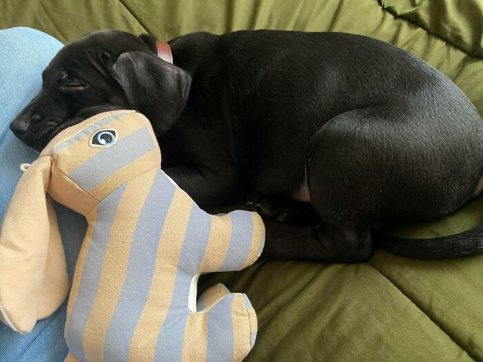 Pup Takes A Snooze After A Long Day Of Getting Adopted. Welcome Home Grogu