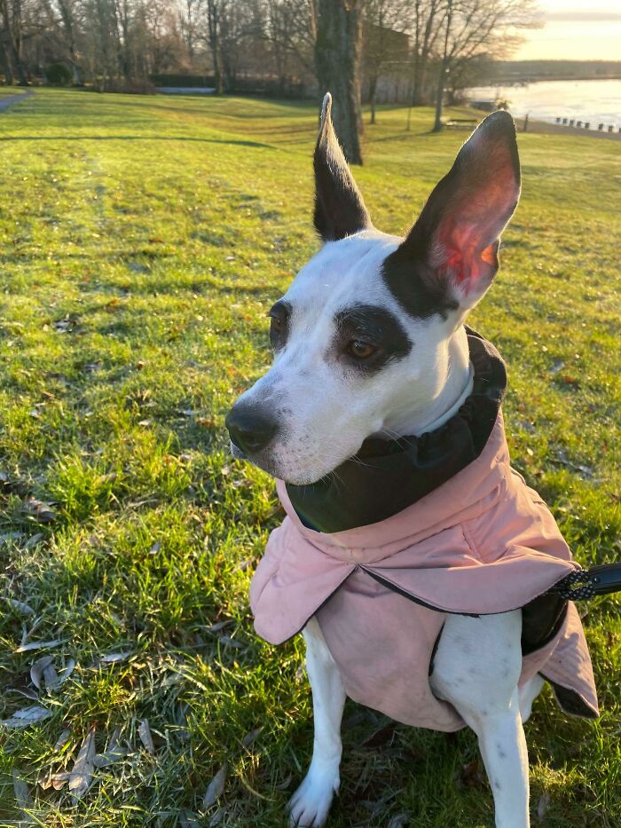 Everyone, Meet Nova. She Is A Rescue Dog From Spain Currently Living In The Cold Country Of Sweden