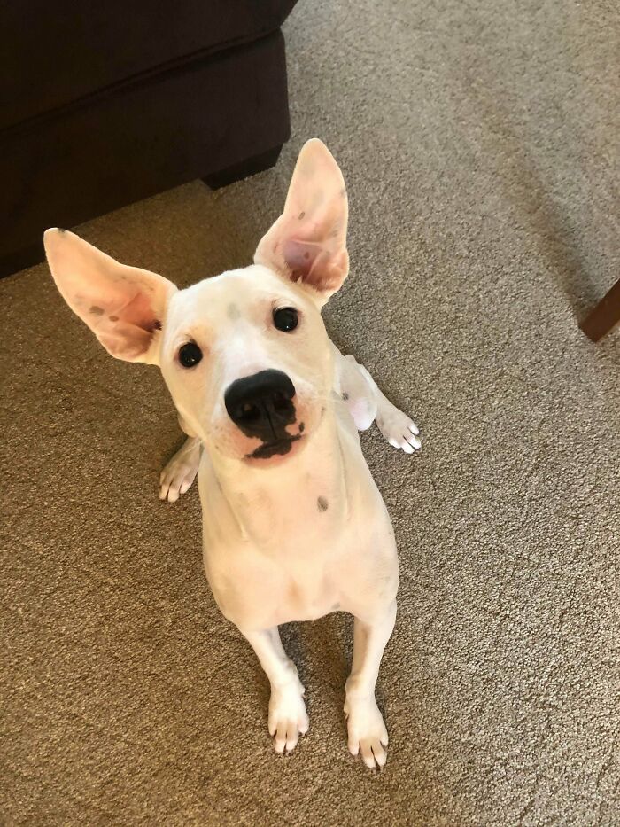Lookit Those Ears! New Mutt Puppy From The Shelter. Shelter Dogs Are The Best Dogs