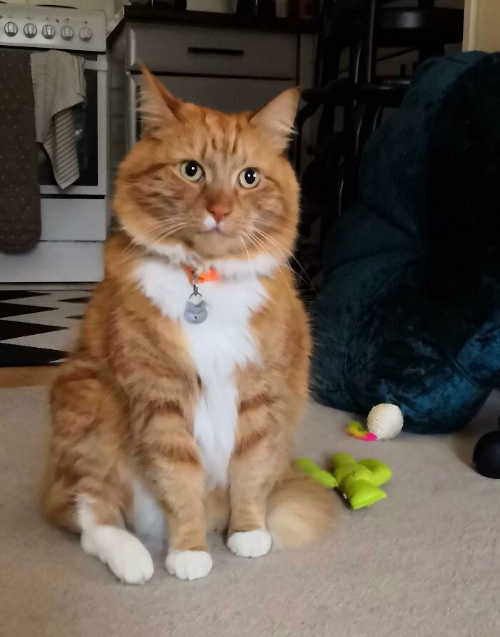 Adopted This Floof Less Than A Week Ago And He Already Has My Heart. This Is Gimli!