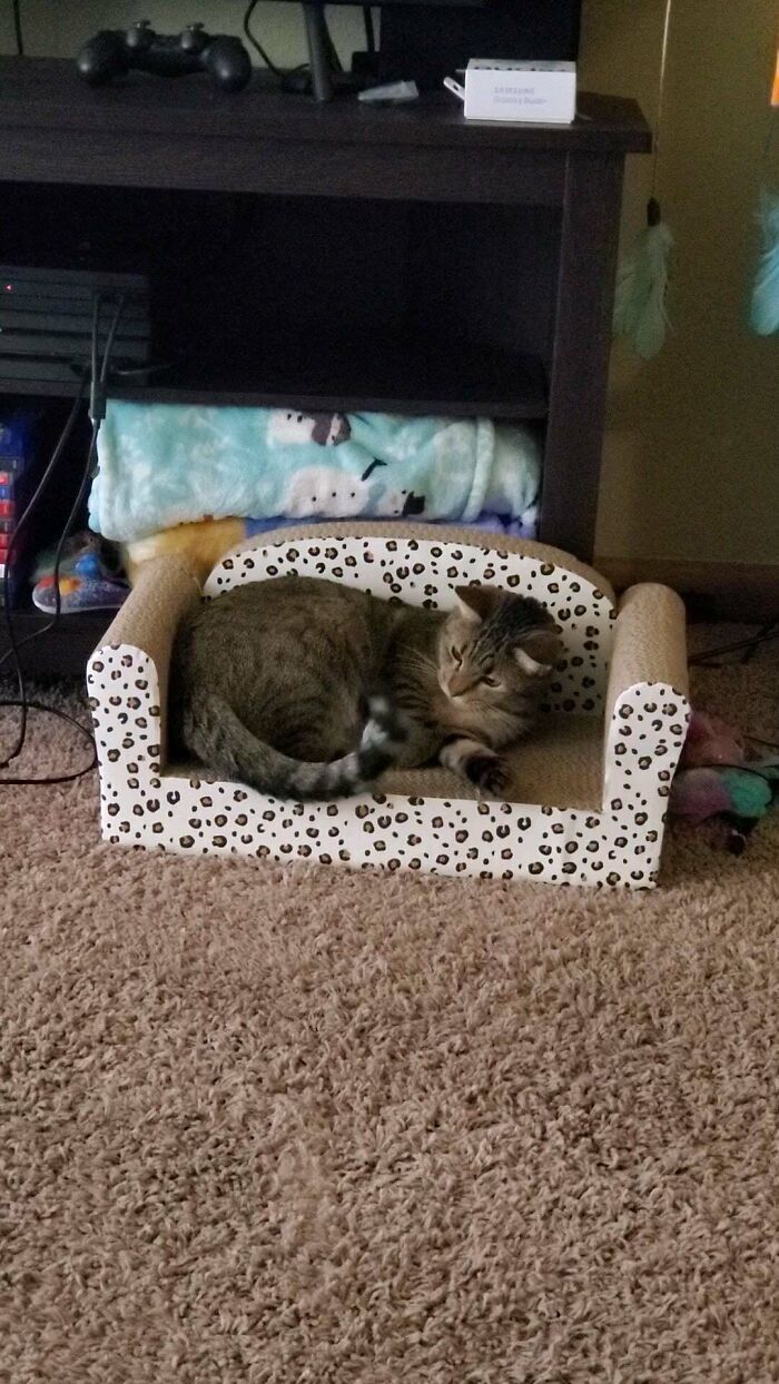 After Losing My Cat 3 Years Ago, I Finally Adopted Another One. Meet Mouse, She's A Little Weird, But I Love Her So Much Already