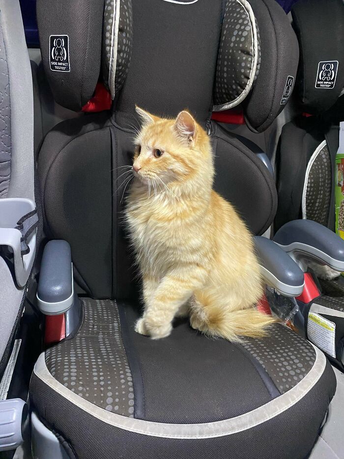We Adopted Our First Kitty, He Already Kicked One Of The Girls Off Her Car Seat